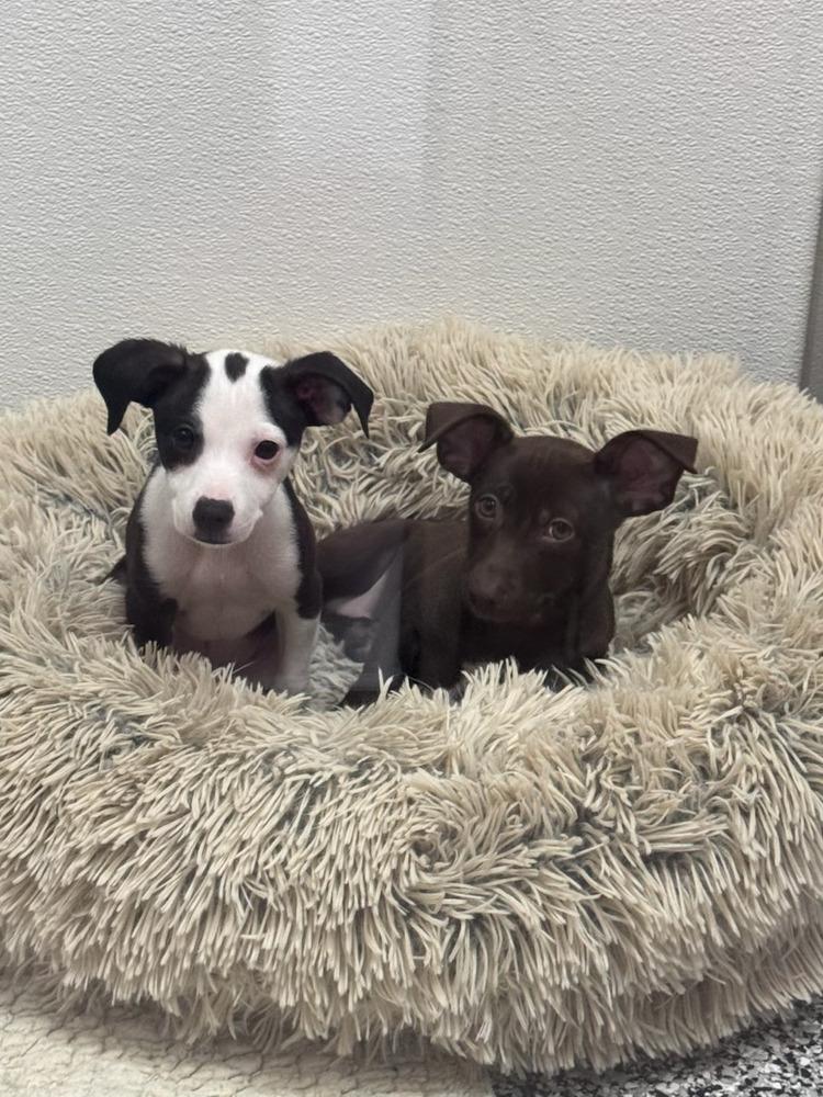 Enlarge Eeyore, a Adopted mixed breed in Bend, OR image 3/4