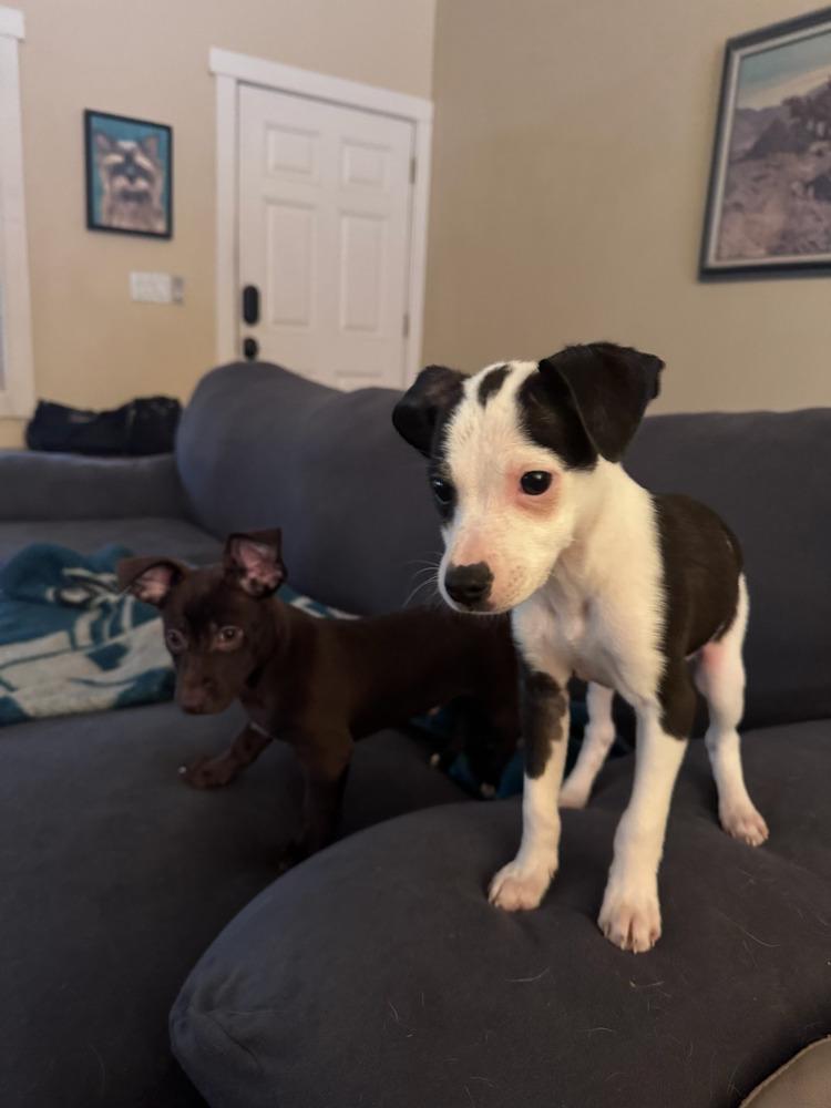 Enlarge Eeyore, a Adopted mixed breed in Bend, OR image 4/4