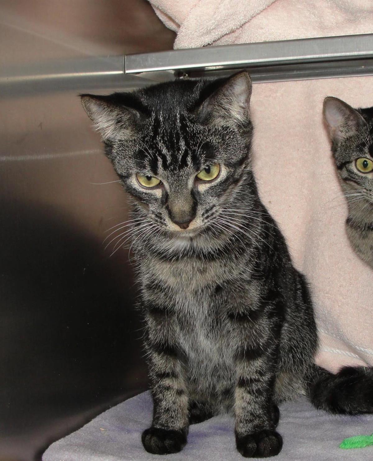 Thimble, Adoptable, Young Male Domestic Short Hair.