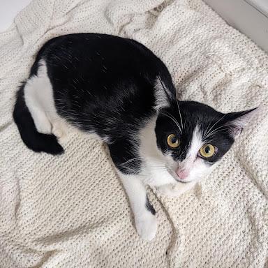 Enlarge Mother Teresa, a Adoptable Domestic Short Hair in Newport, NC image 2/2