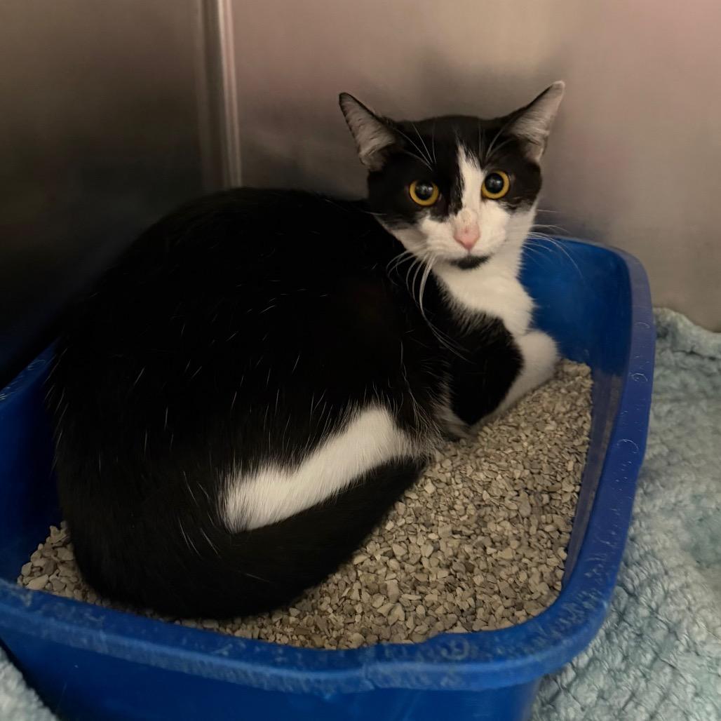 Enlarge Mother Teresa, a Adoptable Domestic Short Hair in Newport, NC image 3/6