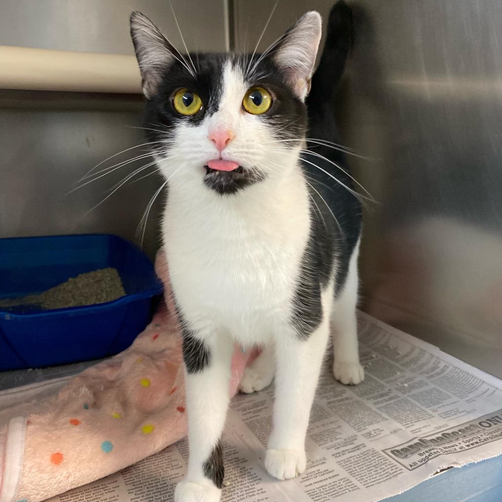 Enlarge Mother Teresa, a Adoptable Domestic Short Hair in Newport, NC image 4/6