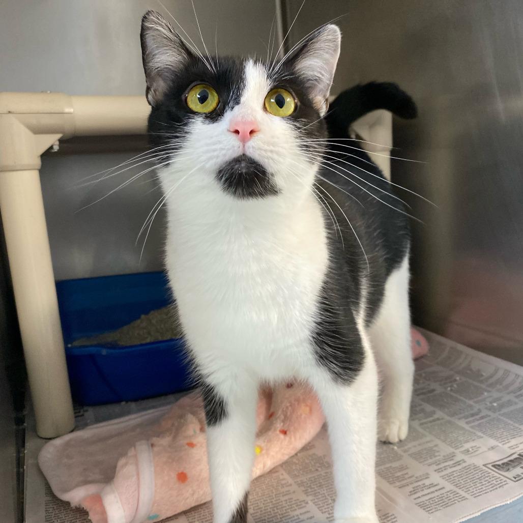 Enlarge Mother Teresa, a Adoptable Domestic Short Hair in Newport, NC image 5/6