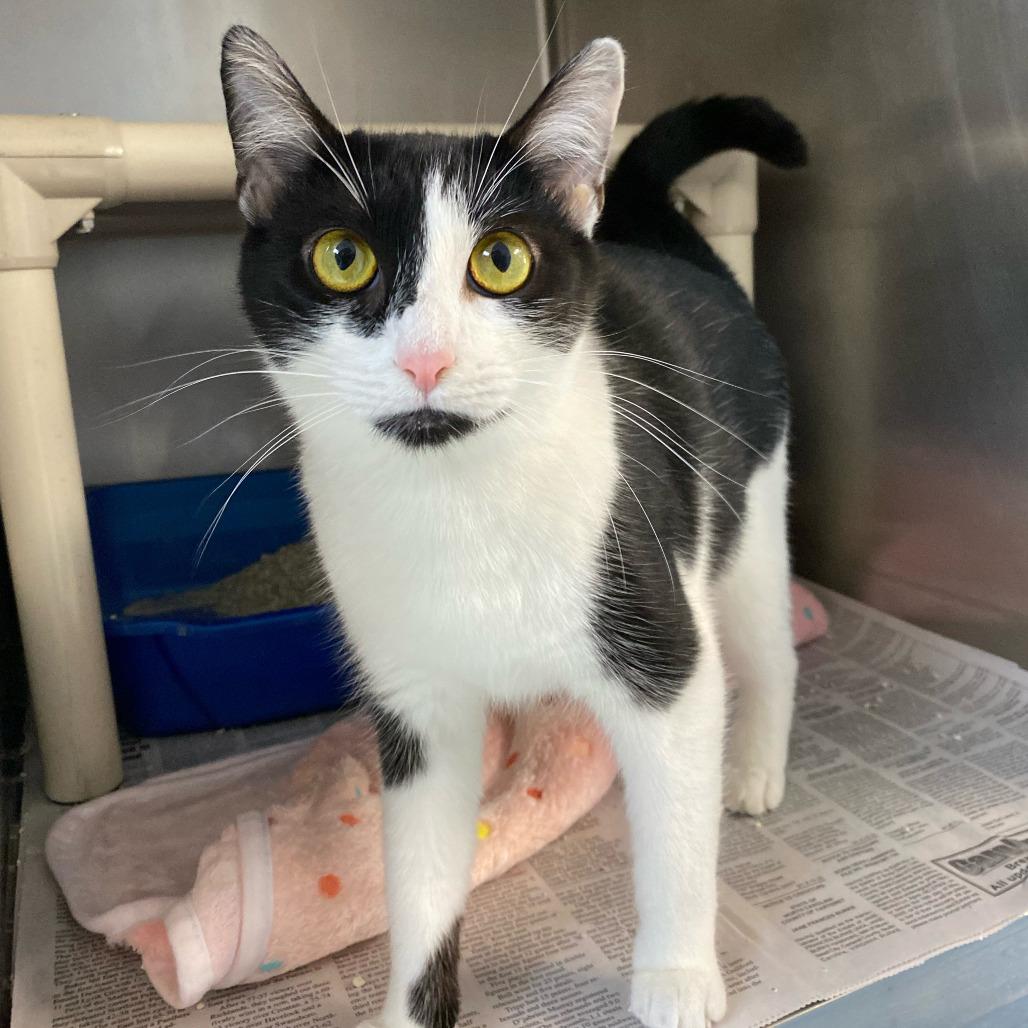 Enlarge Mother Teresa, a Adoptable Domestic Short Hair in Newport, NC image 6/6