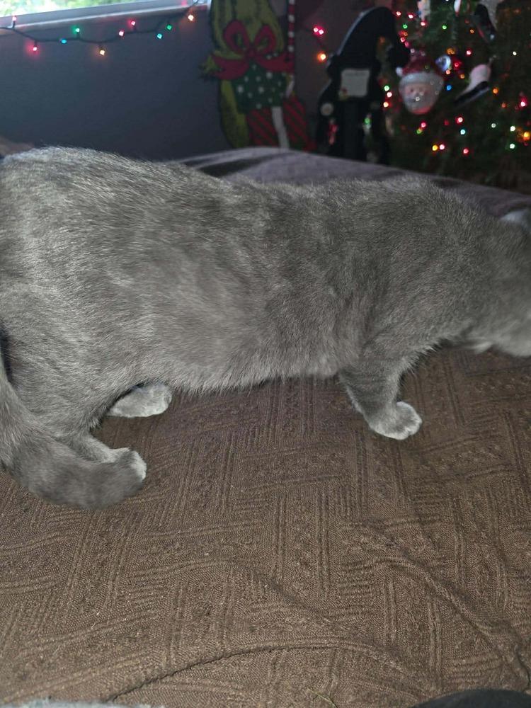 Cotton, Adoptable, Kitten Male Russian Blue & Domestic Short Hair.