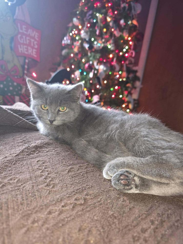 Enlarge Cotton, a Adoptable mixed breed in DELTONA, FL image 2/4