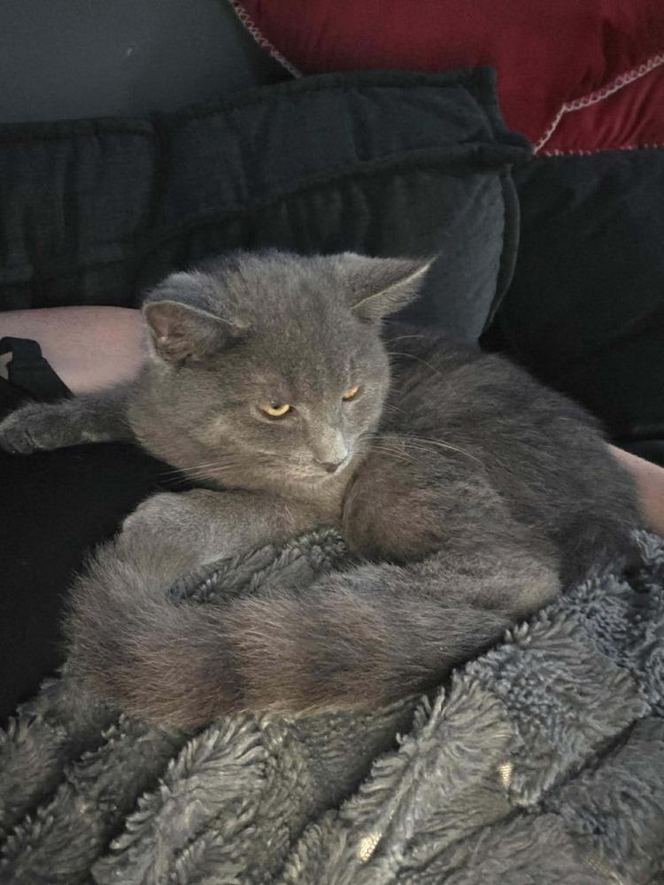 Enlarge Cotton, a Adoptable mixed breed in DELTONA, FL image 3/4