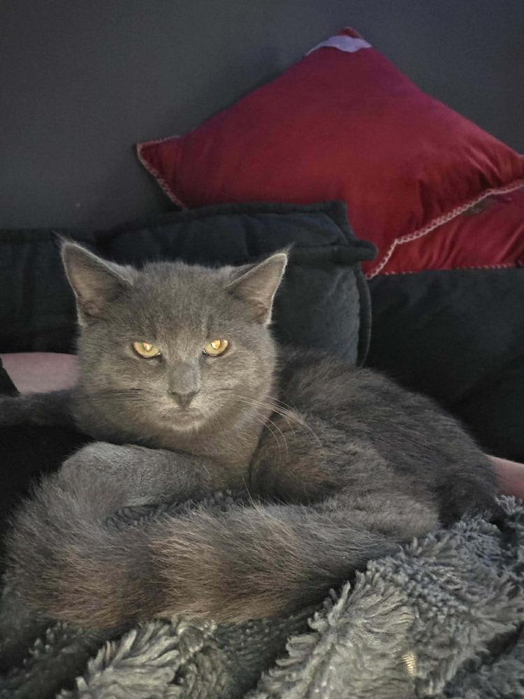 Enlarge Cotton, a Adoptable mixed breed in DELTONA, FL image 4/4