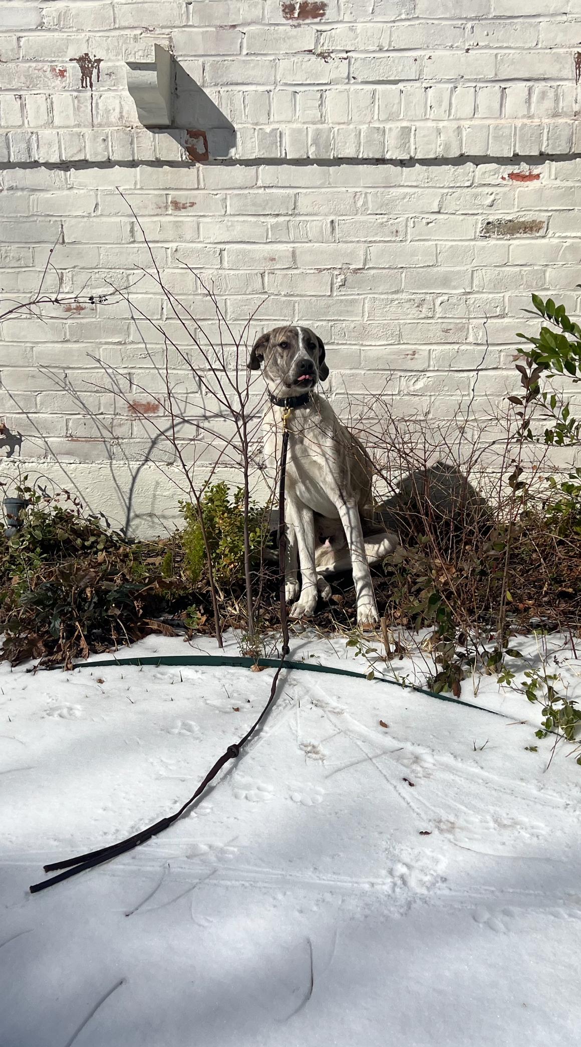 Max, an adopted mixed breed in Dallas, TX image 4/5