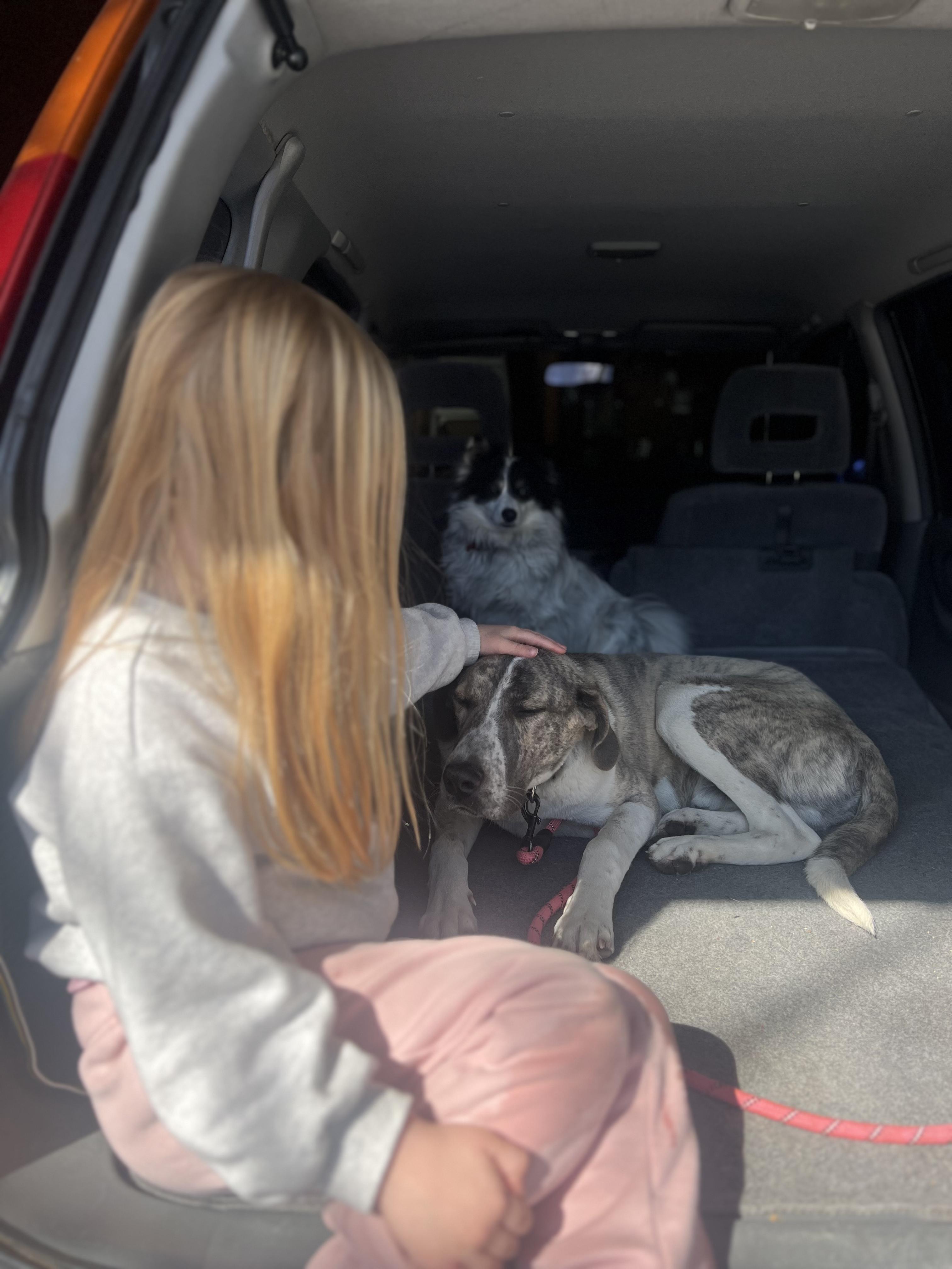 Max, an adopted mixed breed in Dallas, TX image 3/5