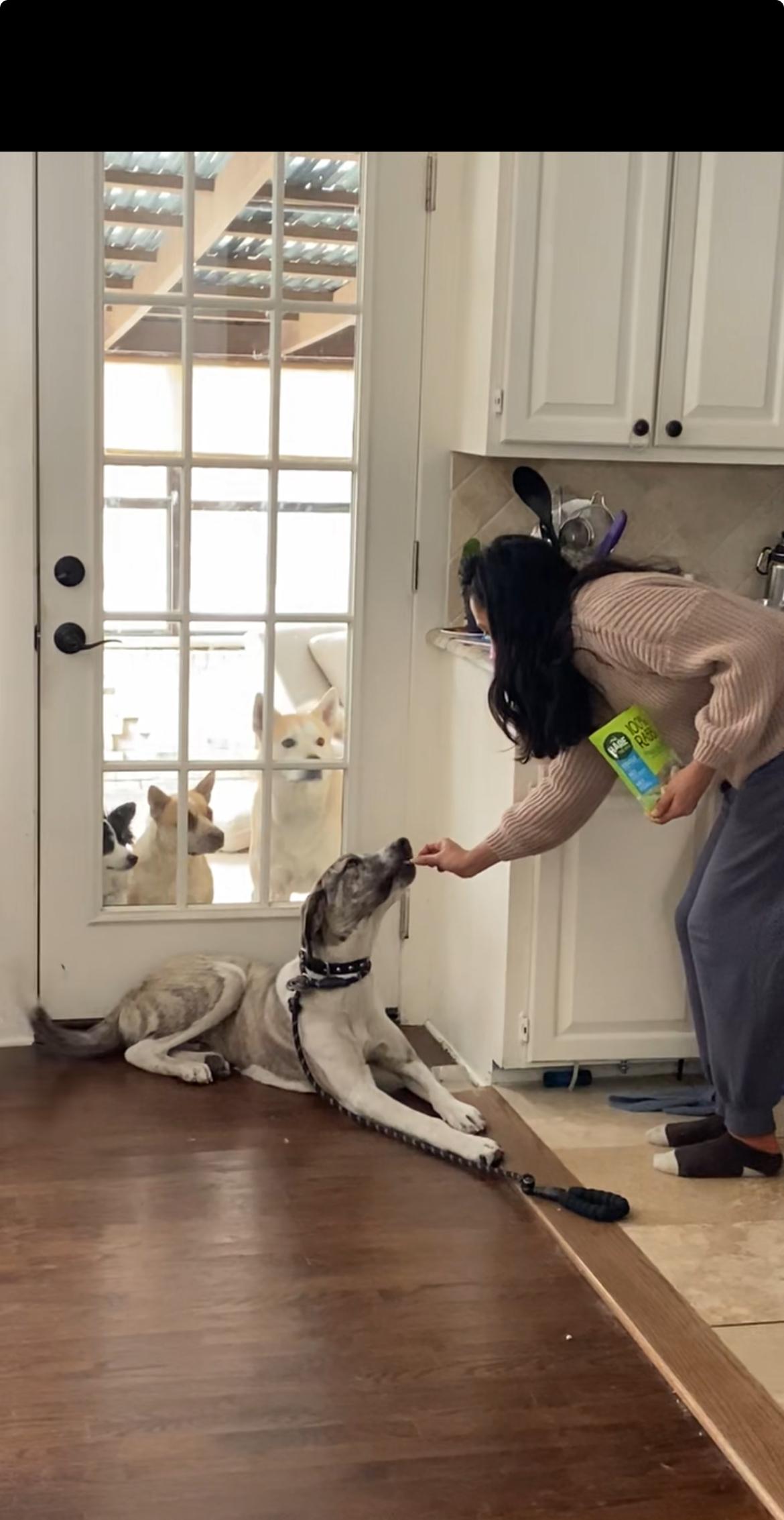 Max, an adopted mixed breed in Dallas, TX image 5/5