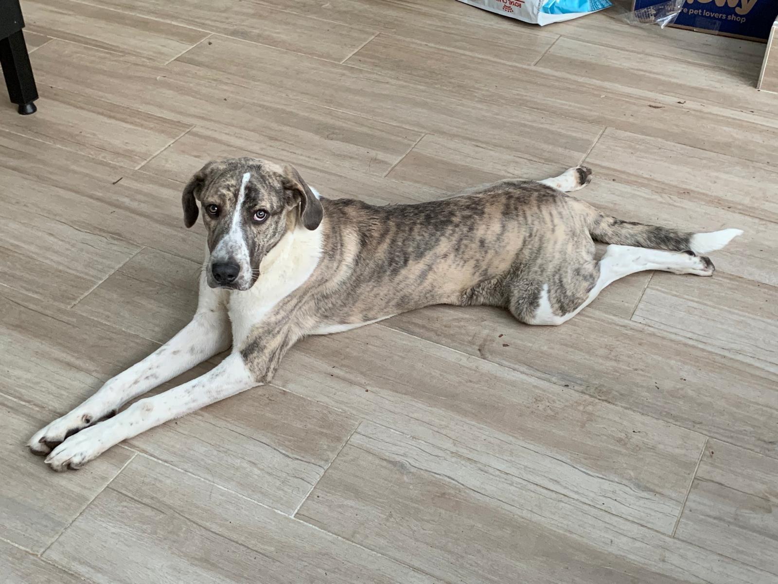 Max, an adopted mixed breed in Dallas, TX image 2/5