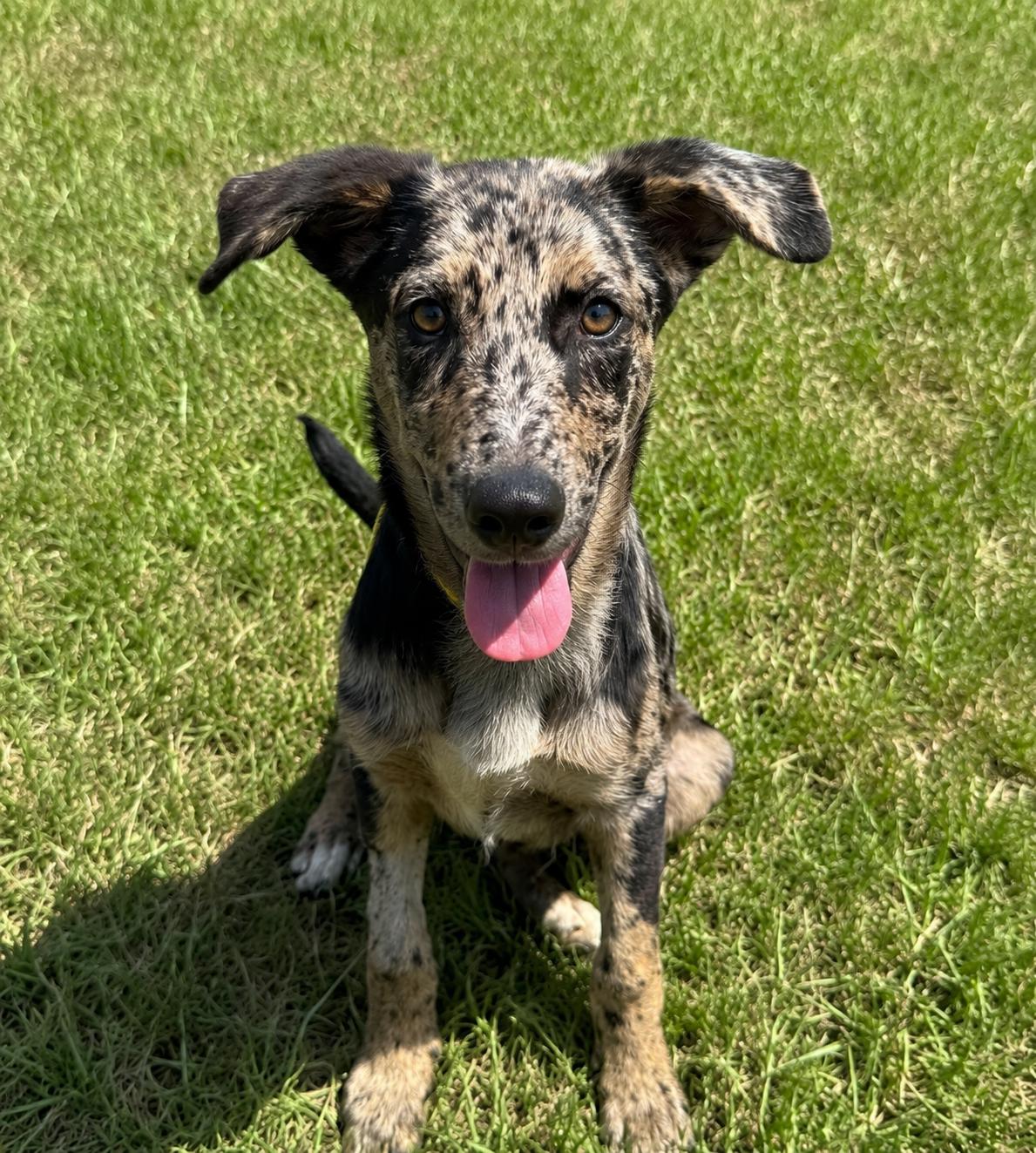 Minnow, Adopted, Young Female Catahoula Leopard Dog.