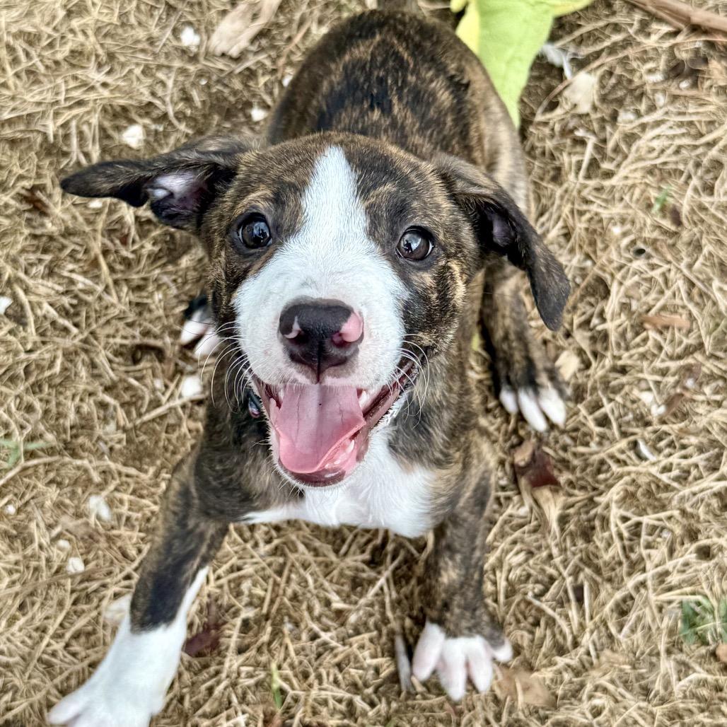 Enlarge Lucky, a Adoptable Mixed Breed in Seminole, FL image 1/6