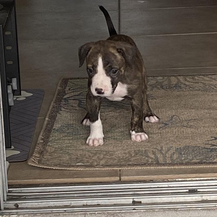 Enlarge Lucky, a Adoptable Mixed Breed in Seminole, FL image 2/6