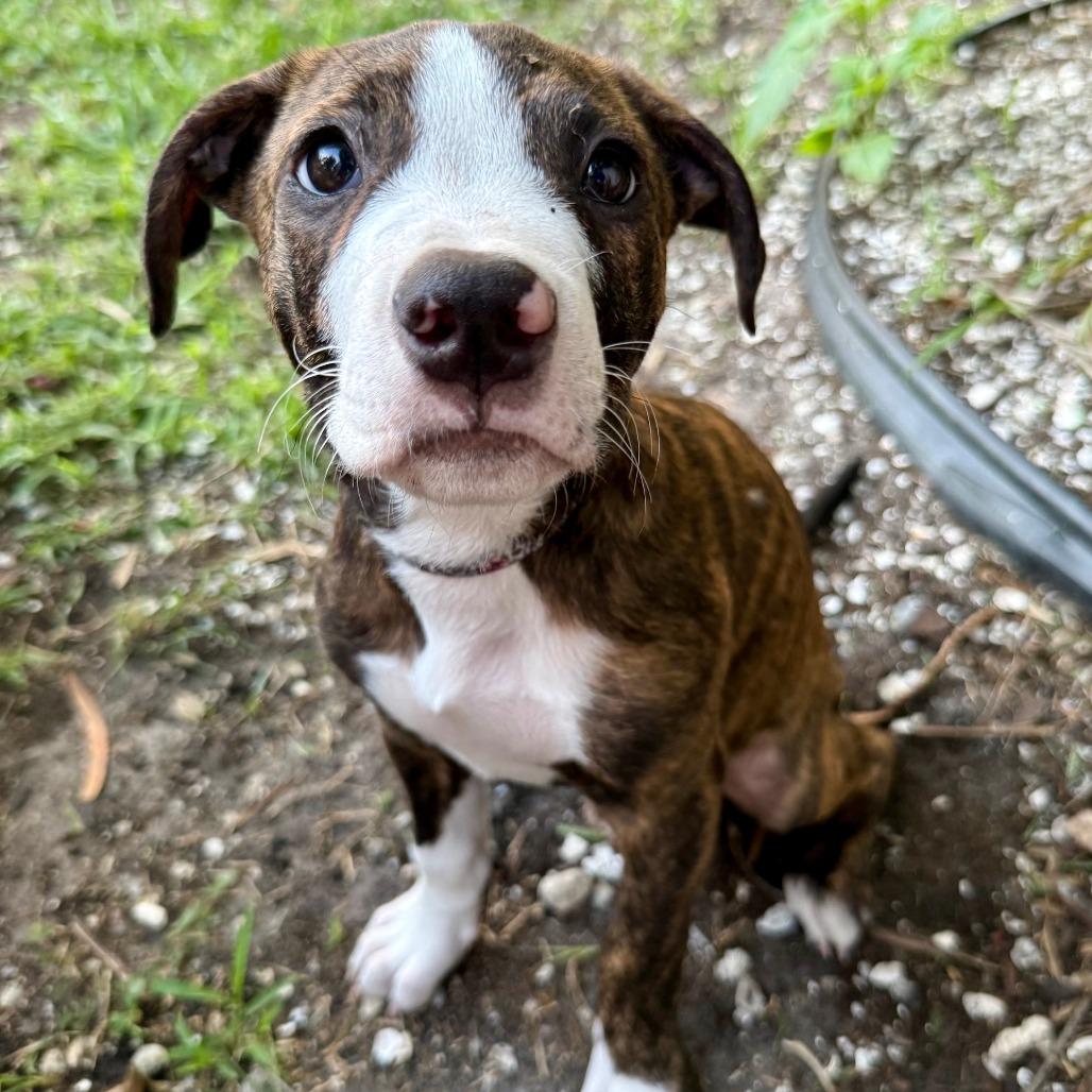 Lucky, a Adoptable Mixed Breed in Seminole, FL image 2/6