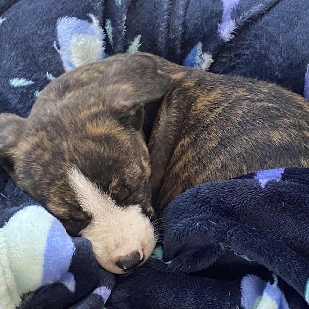 Enlarge Lucky, a Adoptable Mixed Breed in Seminole, FL image 3/6