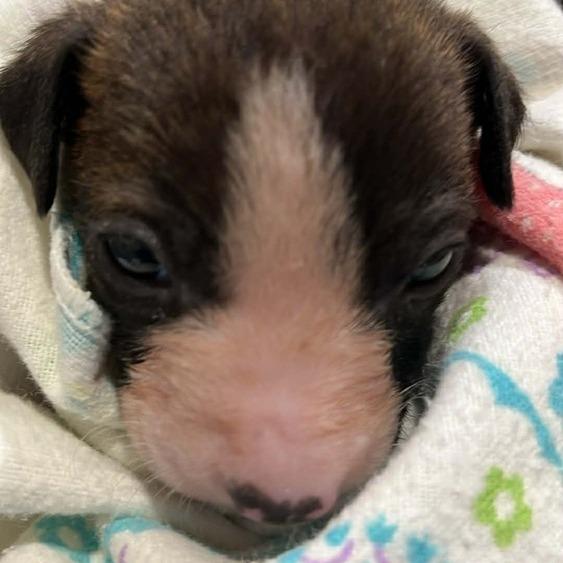 Enlarge Lucky, a Adoptable Mixed Breed in Seminole, FL image 4/6