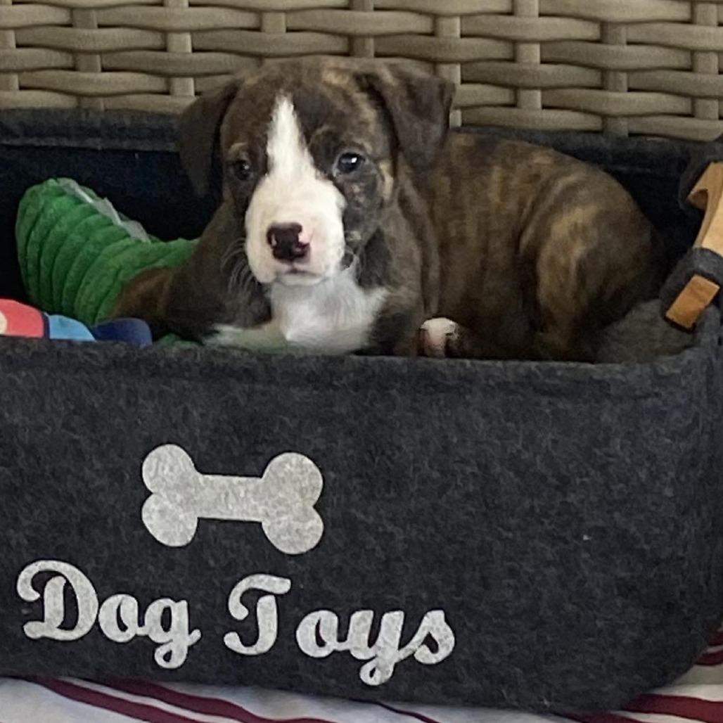 Enlarge Lucky, a Adoptable Mixed Breed in Seminole, FL image 5/6