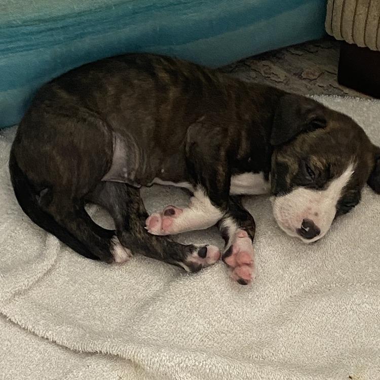 Enlarge Lucky, a Adoptable Mixed Breed in Seminole, FL image 6/6