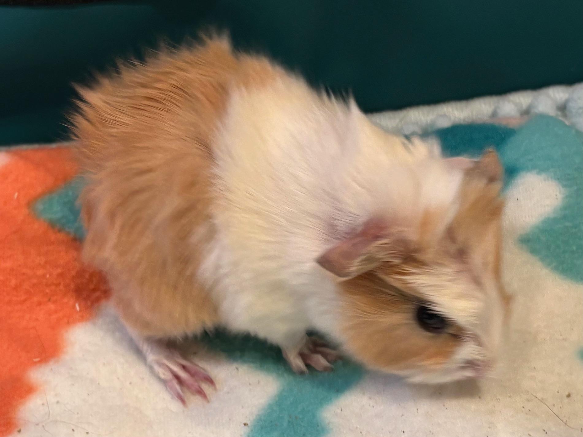 Buttercup, adopted, Baby Female Abyssinian.