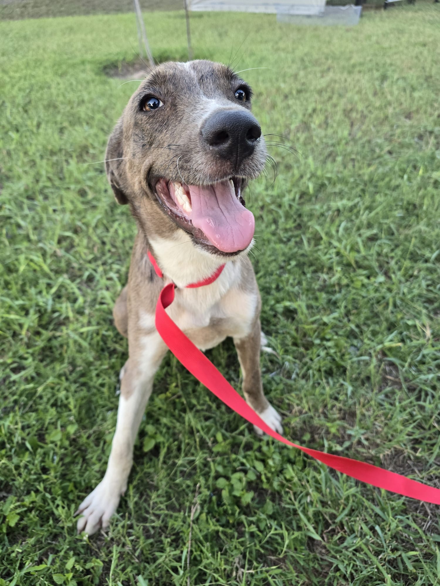 Dog for adoption Pepper, a Catahoula Leopard Dog Mix in WA