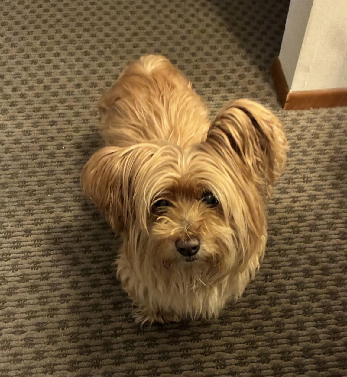 Enlarge Buddy , a ADOPTABLE mixed breed in Powell Butte, OR image 1/2