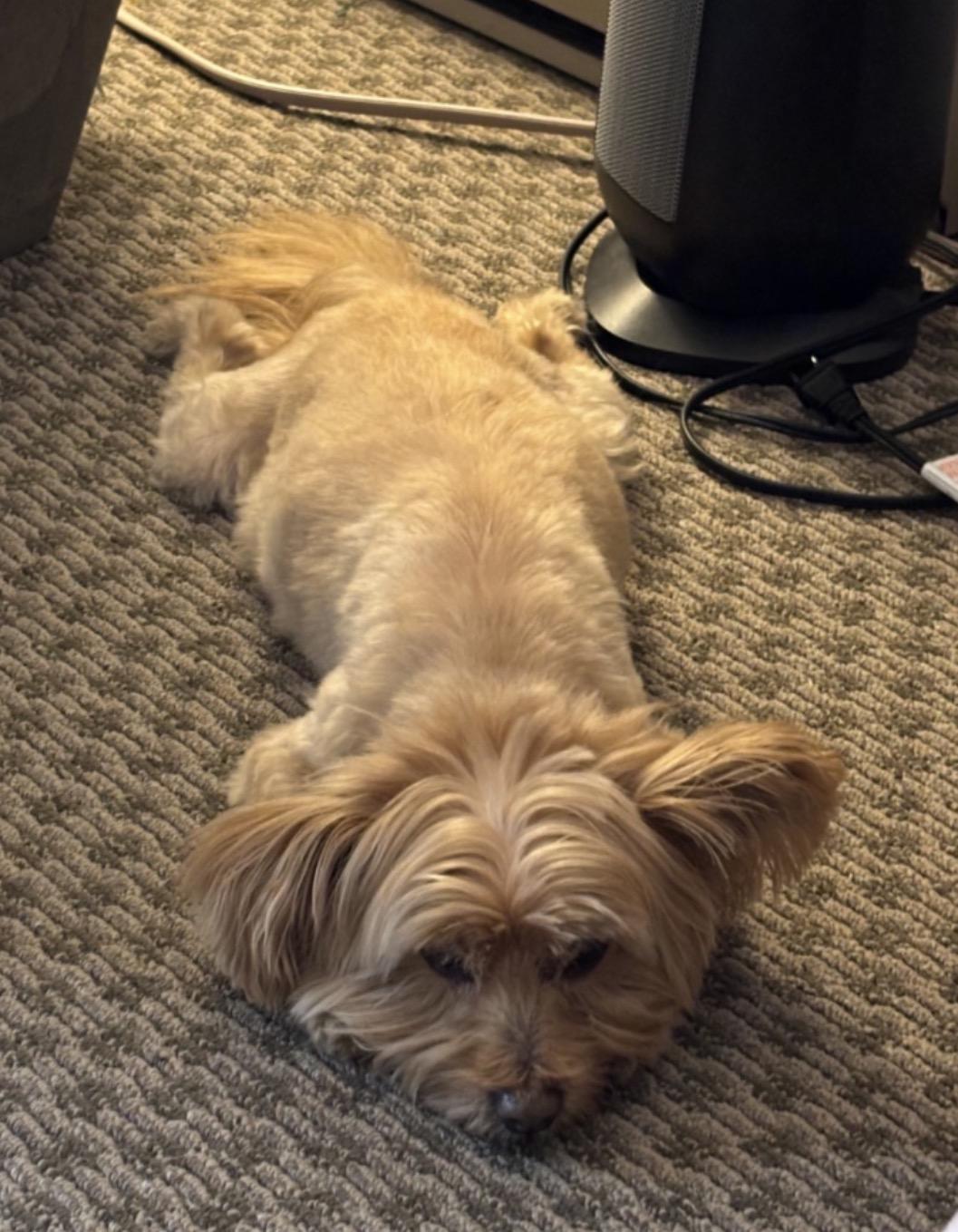 Enlarge Buddy , a ADOPTABLE mixed breed in Powell Butte, OR image 2/2