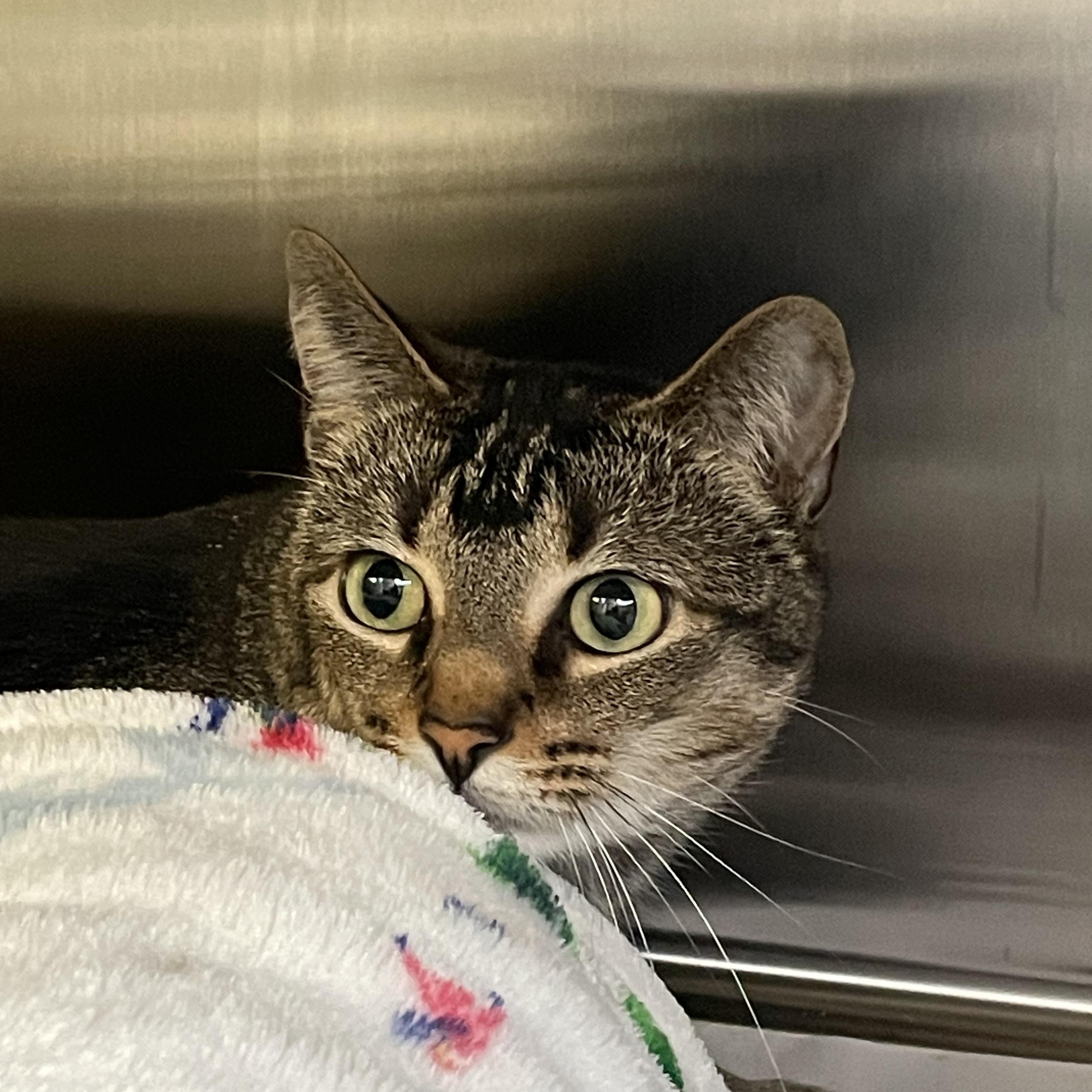 Cleo, Adoptable, Adult Female Tabby & Abyssinian.