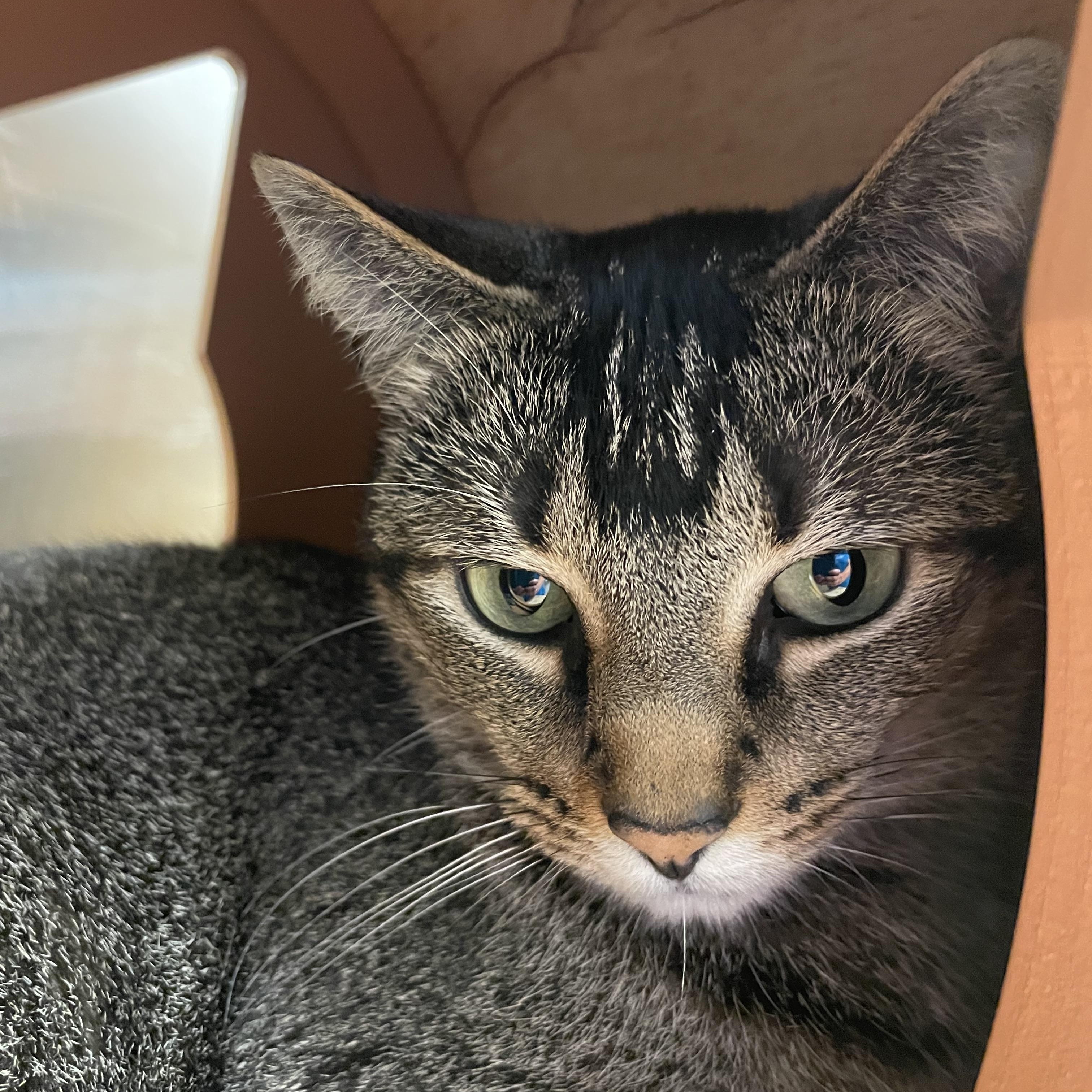 Cleo, a Adoptable mixed breed in North Kingstown, RI image 2/6