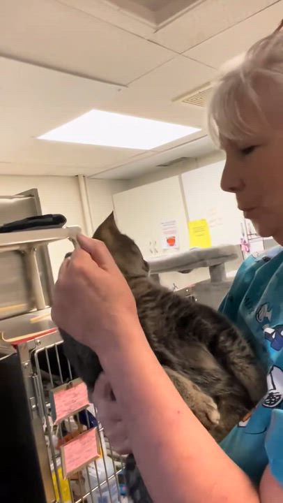 Enlarge Cleo, a Adoptable mixed breed in North Kingstown, RI video 3/6