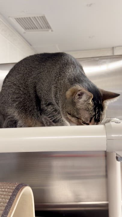 Enlarge Cleo, a Adoptable mixed breed in North Kingstown, RI video 5/6