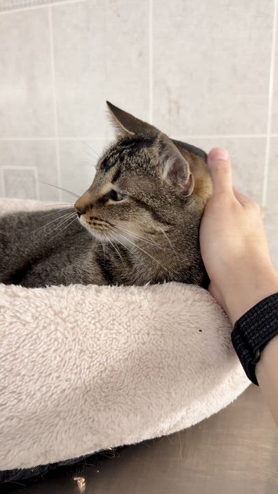 Enlarge Cleo, a Adoptable mixed breed in North Kingstown, RI video 4/6