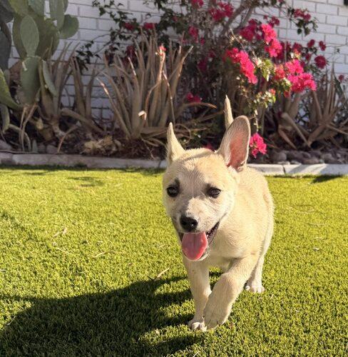 Enlarge Skipper, a Adoptable Australian Cattle Dog / Blue Heeler in Henderson, NV image 1/5