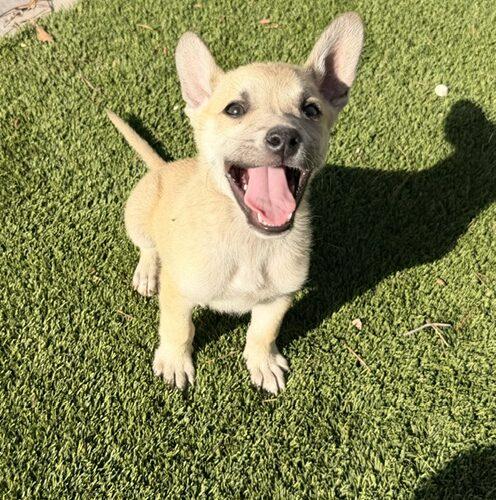 Enlarge Skipper, a Adoptable Australian Cattle Dog / Blue Heeler in Henderson, NV image 2/5