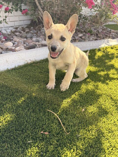 Enlarge Skipper, a Adoptable Australian Cattle Dog / Blue Heeler in Henderson, NV image 4/5