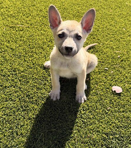 Enlarge Skipper, a Adoptable Australian Cattle Dog / Blue Heeler in Henderson, NV image 5/5