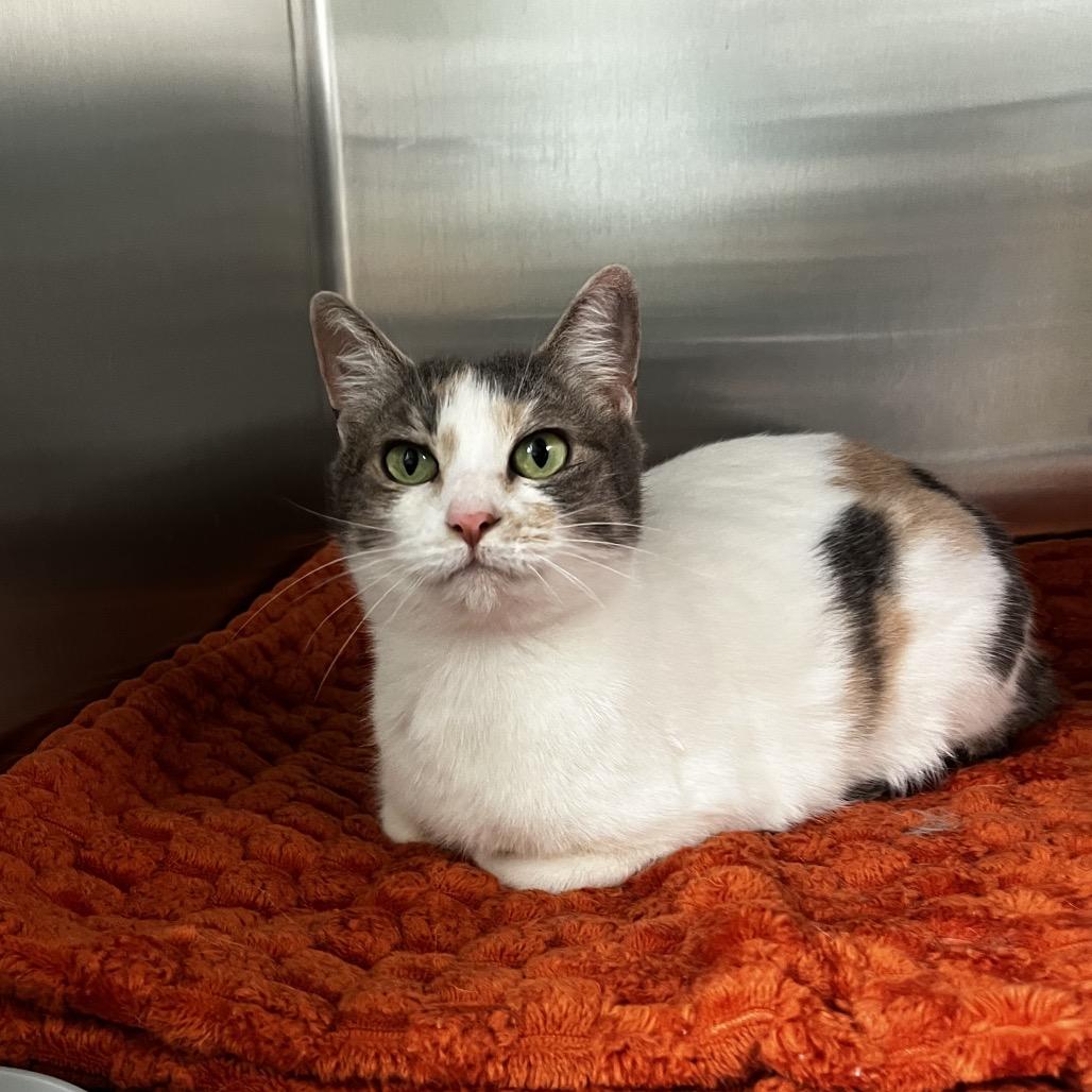 Violet Bridgerton, Adoptable, Adult Female Domestic Short Hair.