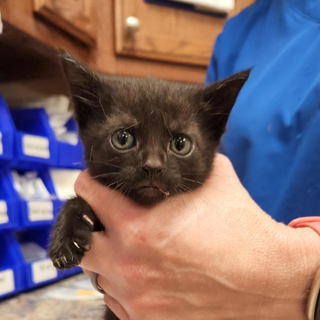 Enlarge Emerald - 060327U, a Adoptable Domestic Short Hair in Tupelo, MS image 1/2