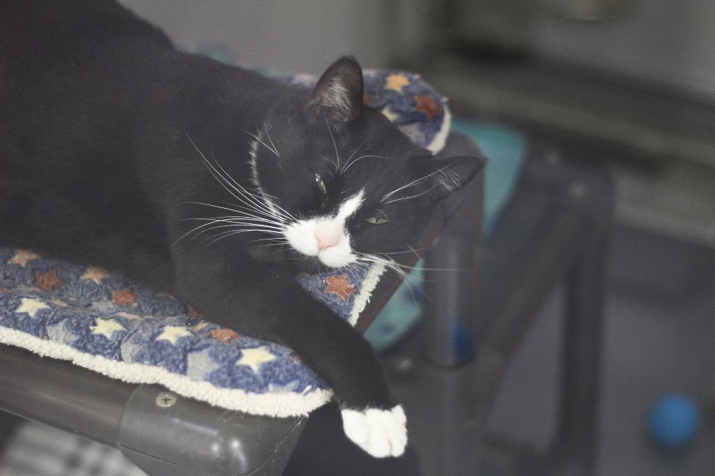 Enlarge Tiptoe, a Adoptable mixed breed in Rockford, IL image 1/4