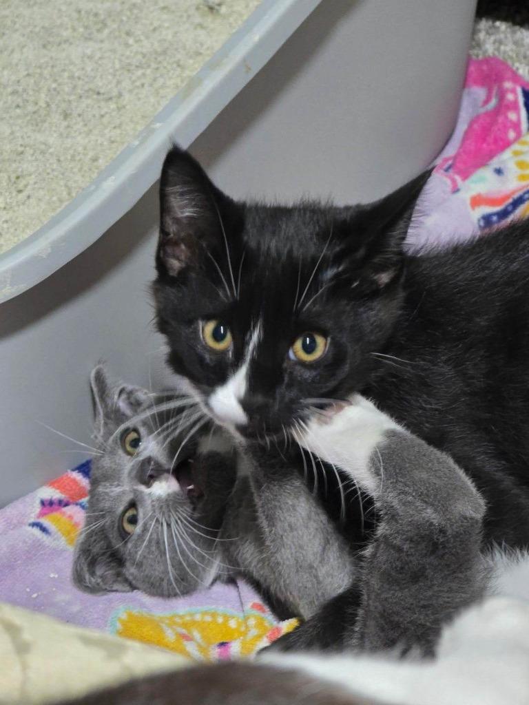 Enlarge Tiptoe, a Adoptable mixed breed in Rockford, IL image 2/4