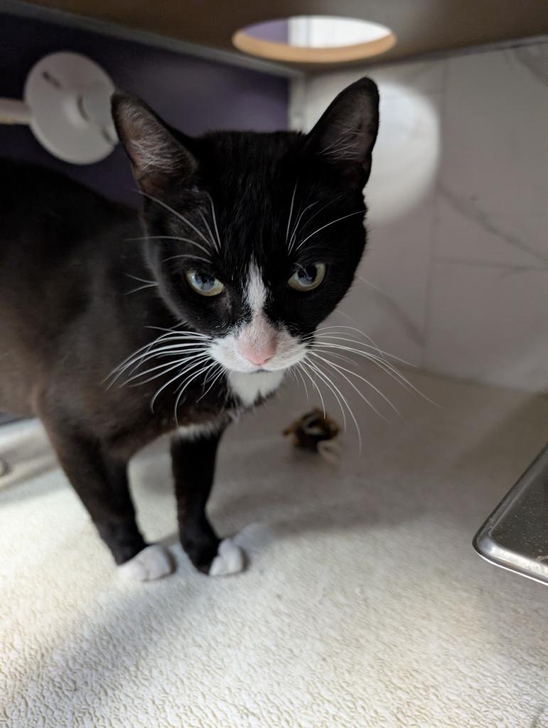 Enlarge Tiptoe, a Adoptable mixed breed in Rockford, IL image 1/5