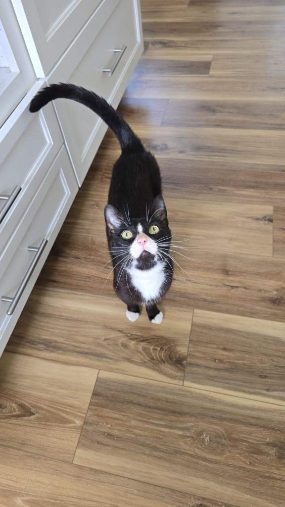 Enlarge Tiptoe, a Adoptable mixed breed in Rockford, IL image 2/5