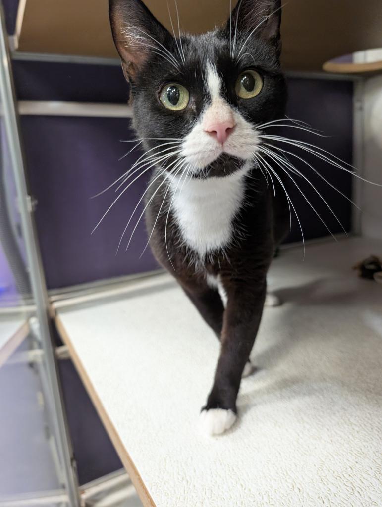 Enlarge Tiptoe, a Adoptable mixed breed in Rockford, IL image 3/5