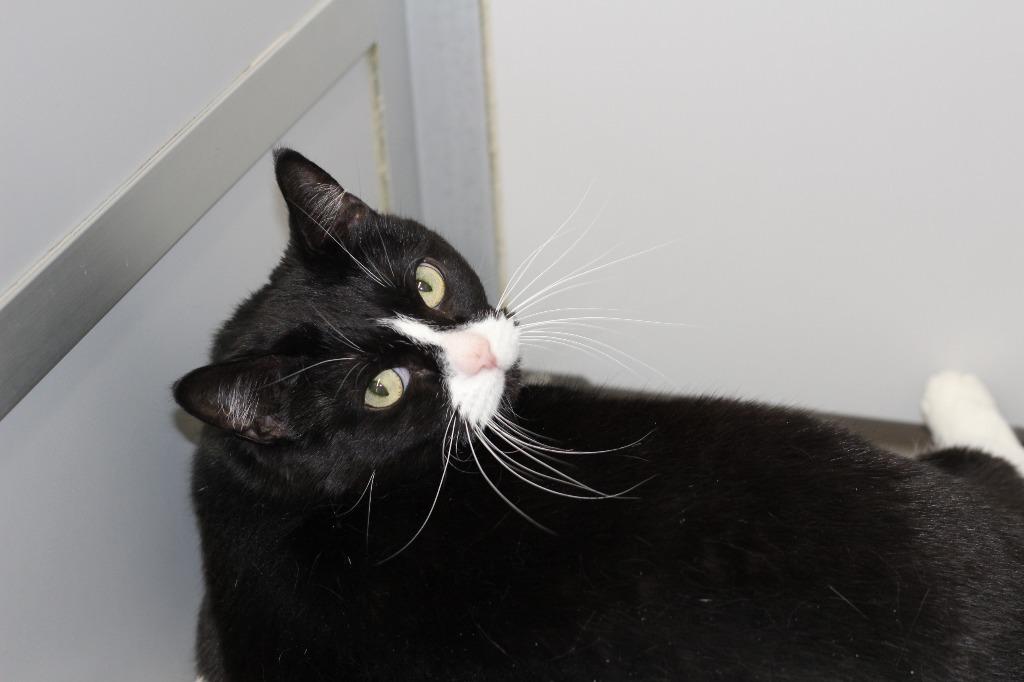 Enlarge Tiptoe, a Adoptable mixed breed in Rockford, IL image 1/3