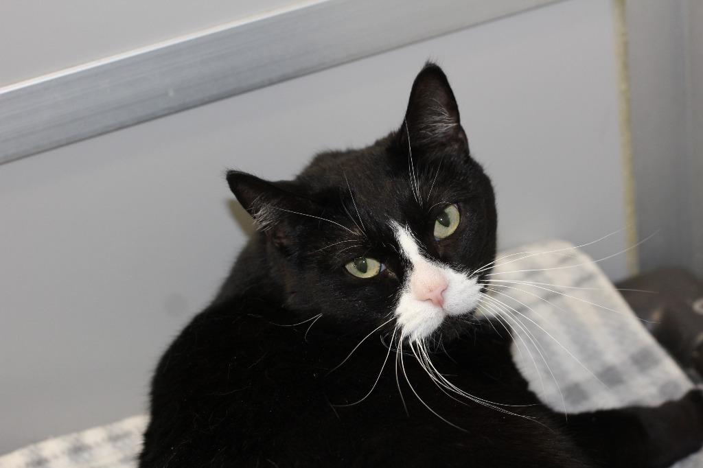 Enlarge Tiptoe, a Adoptable mixed breed in Rockford, IL image 2/3