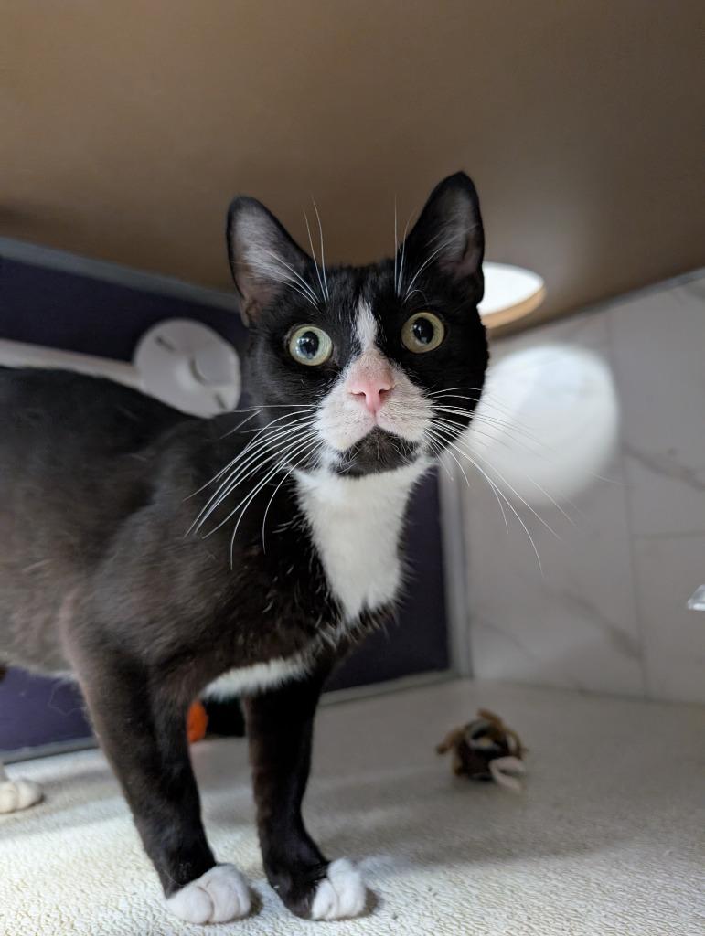 Enlarge Tiptoe, a Adoptable mixed breed in Rockford, IL image 4/4