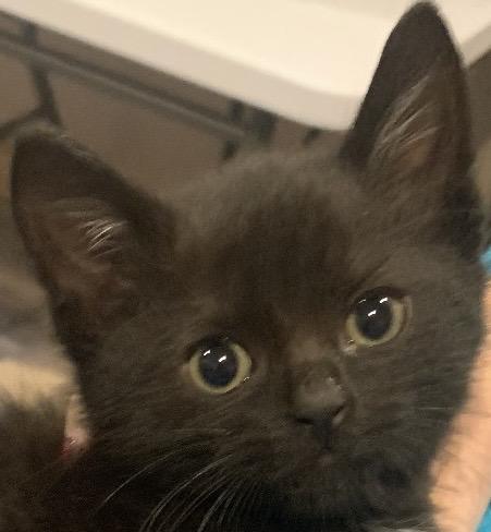 Enlarge Chia, a Adoptable Domestic Short Hair in Andover, CT image 2/3