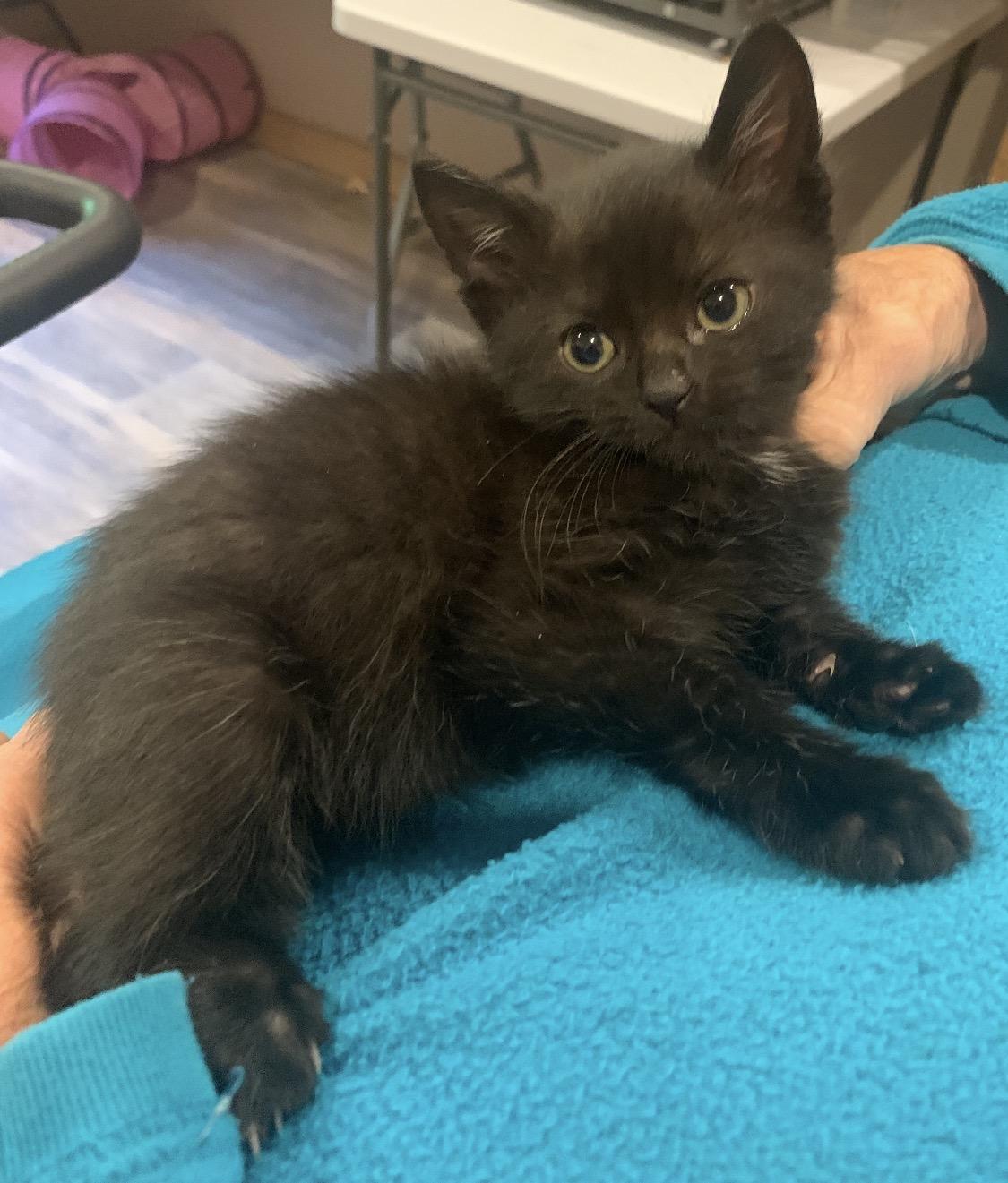 Chia, Adoptable, Kitten Female Domestic Short Hair.