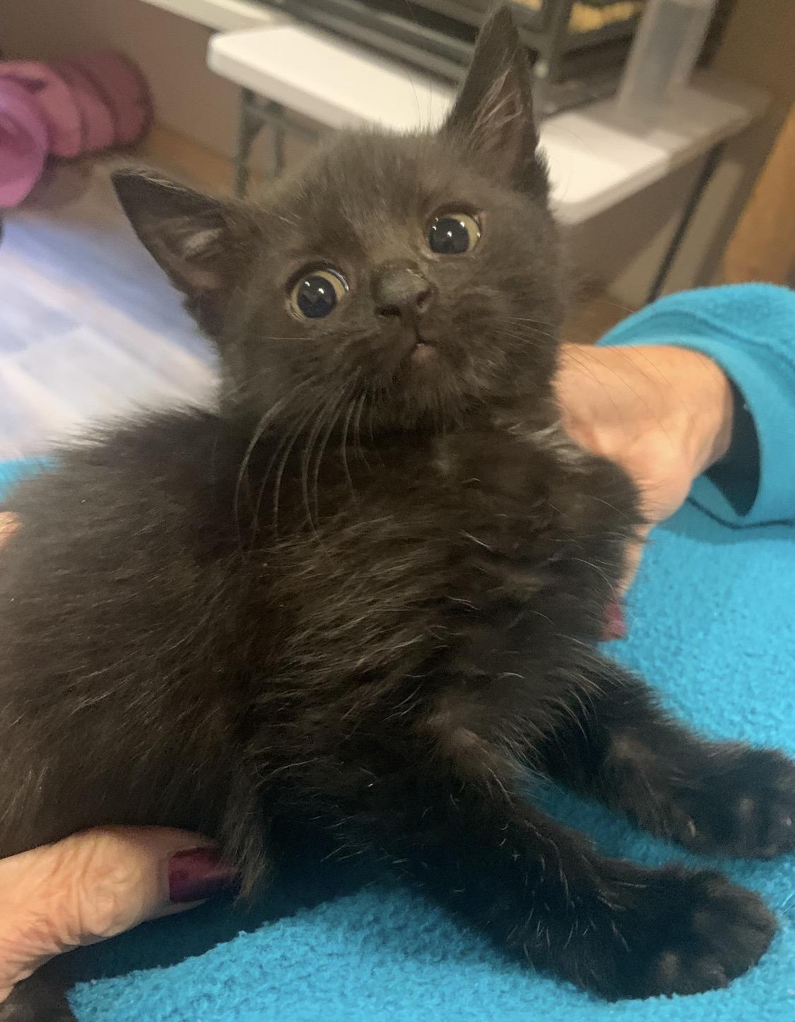 Enlarge Chia, a Adoptable Domestic Short Hair in Andover, CT image 3/3